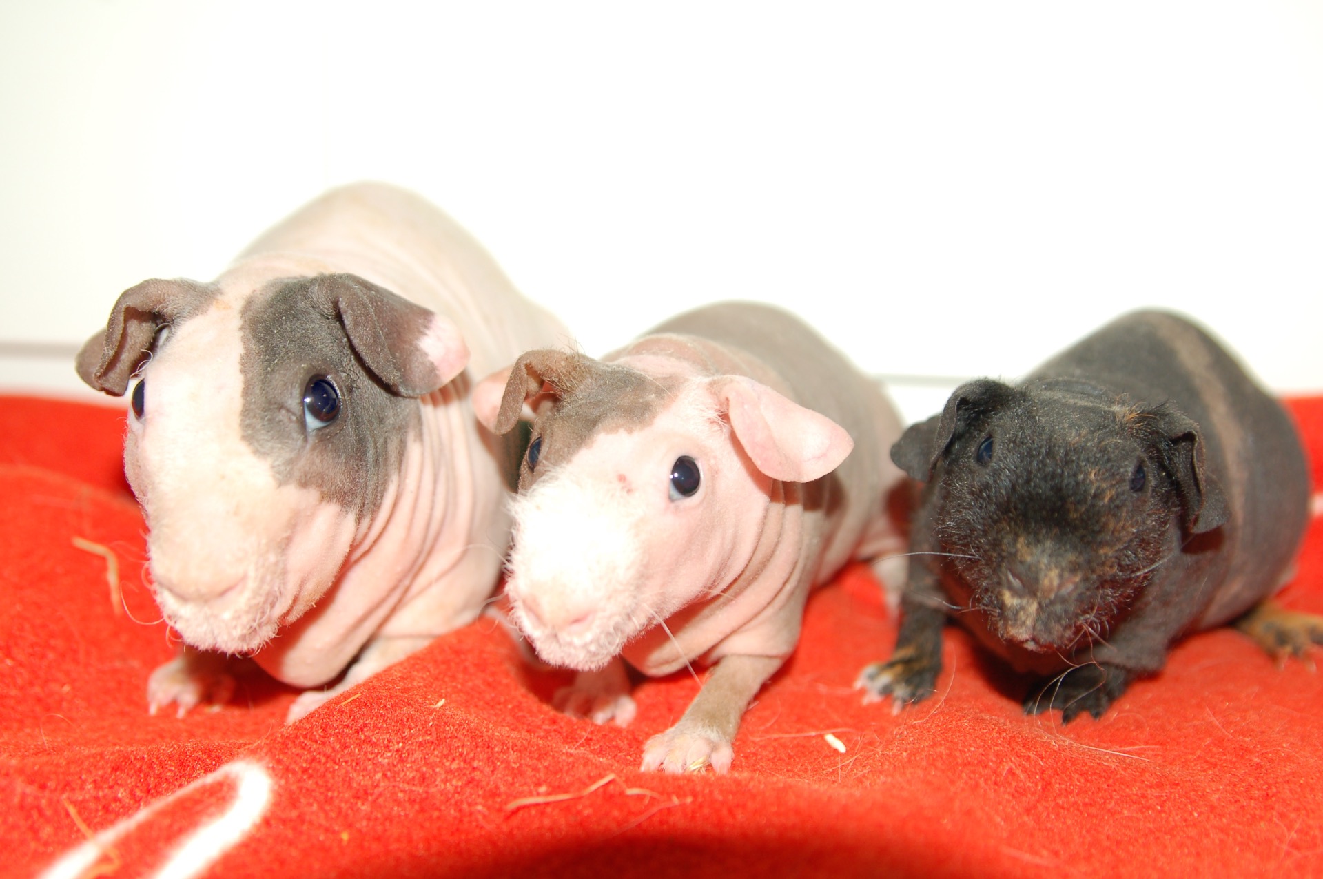 Pongos Cozie, Pongos Chqiuta & Streaker´s Go Go Girl