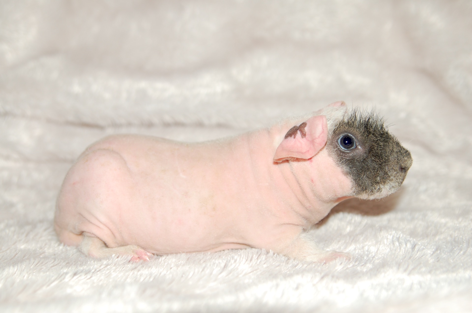 Shamrock´s Special Delivery