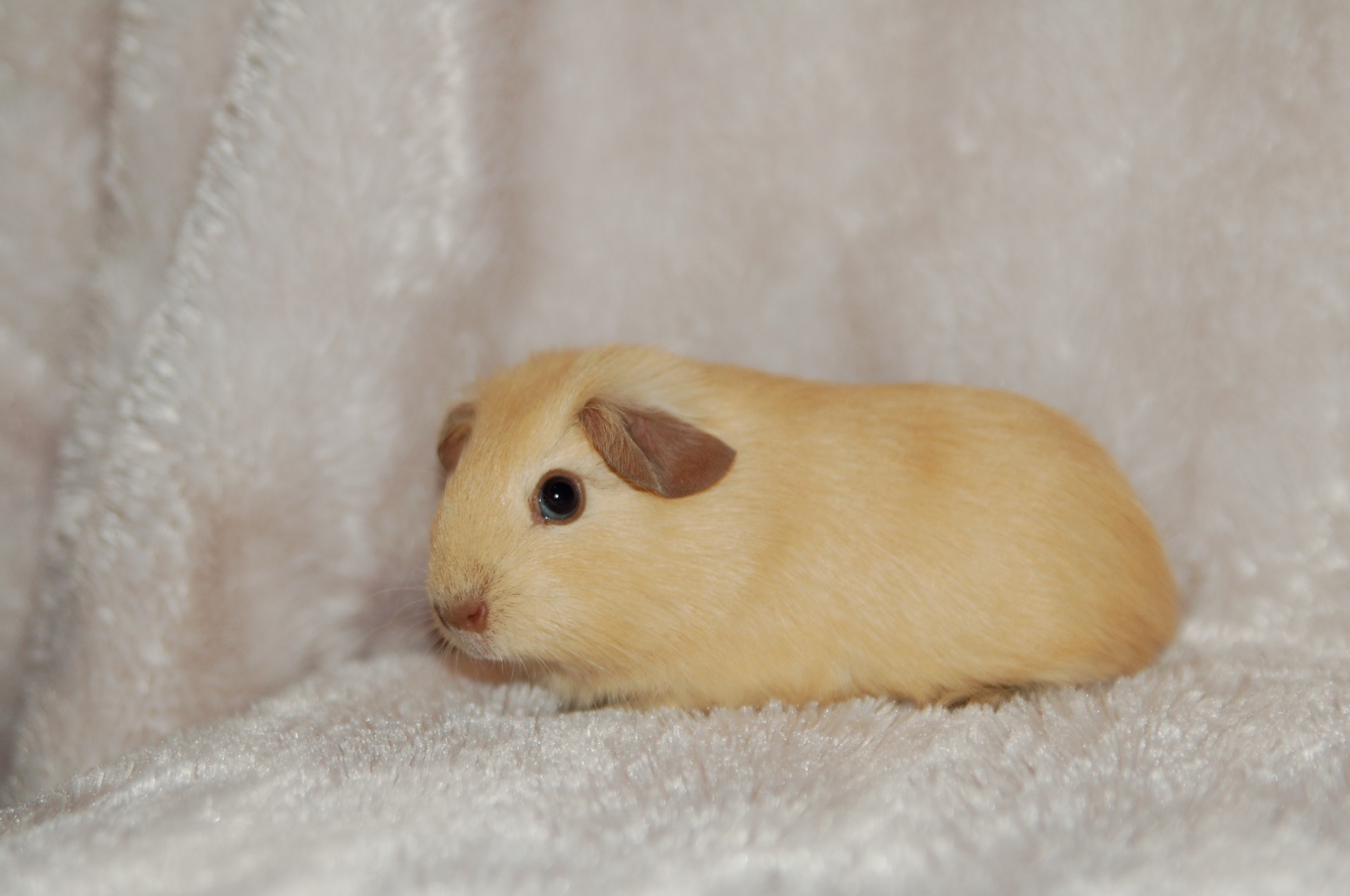 Shamrock´s Cremé Brûleé