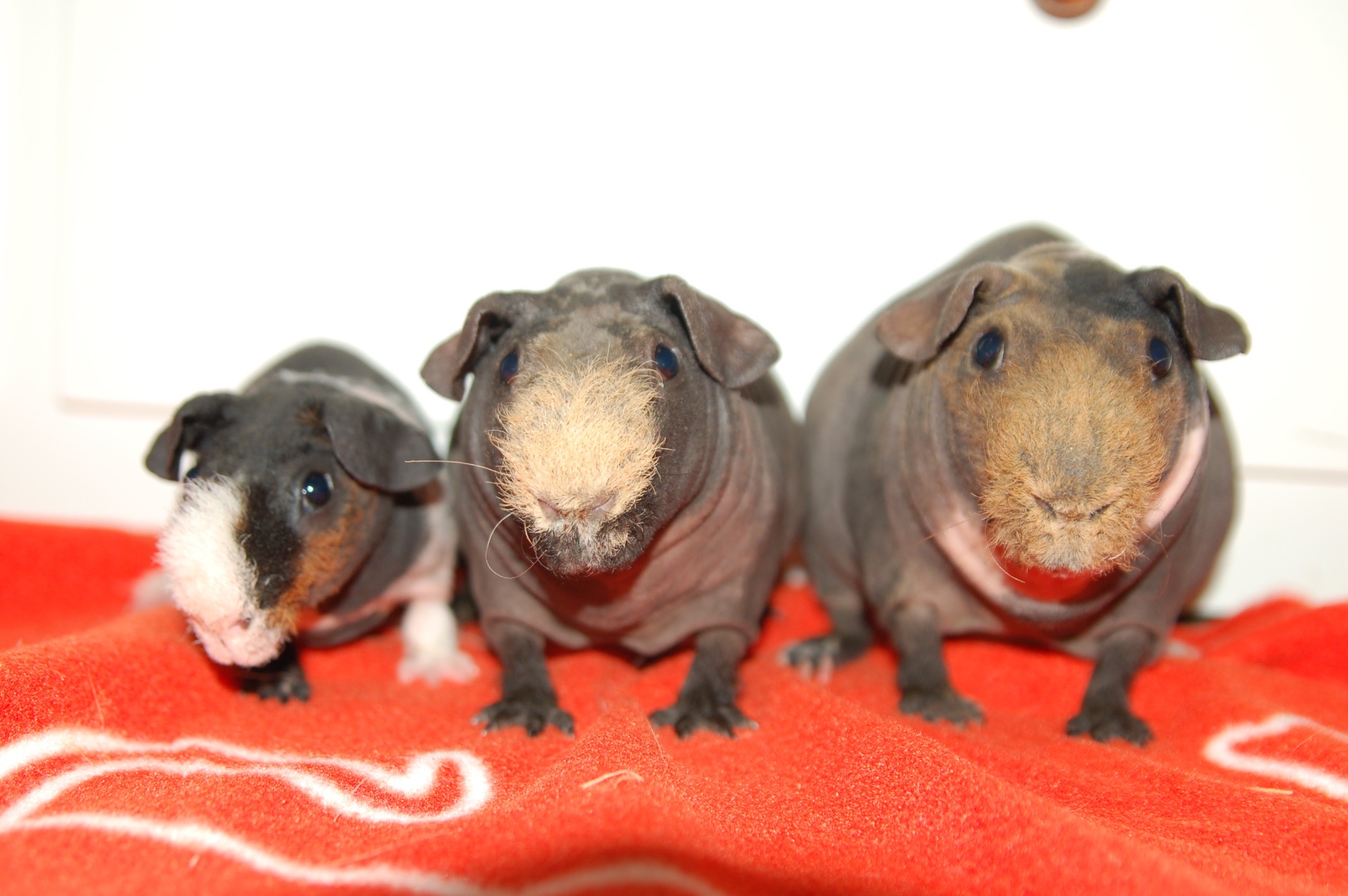 Streaker´s Moloko, Pongos Love At First Sight & Pongos Twist