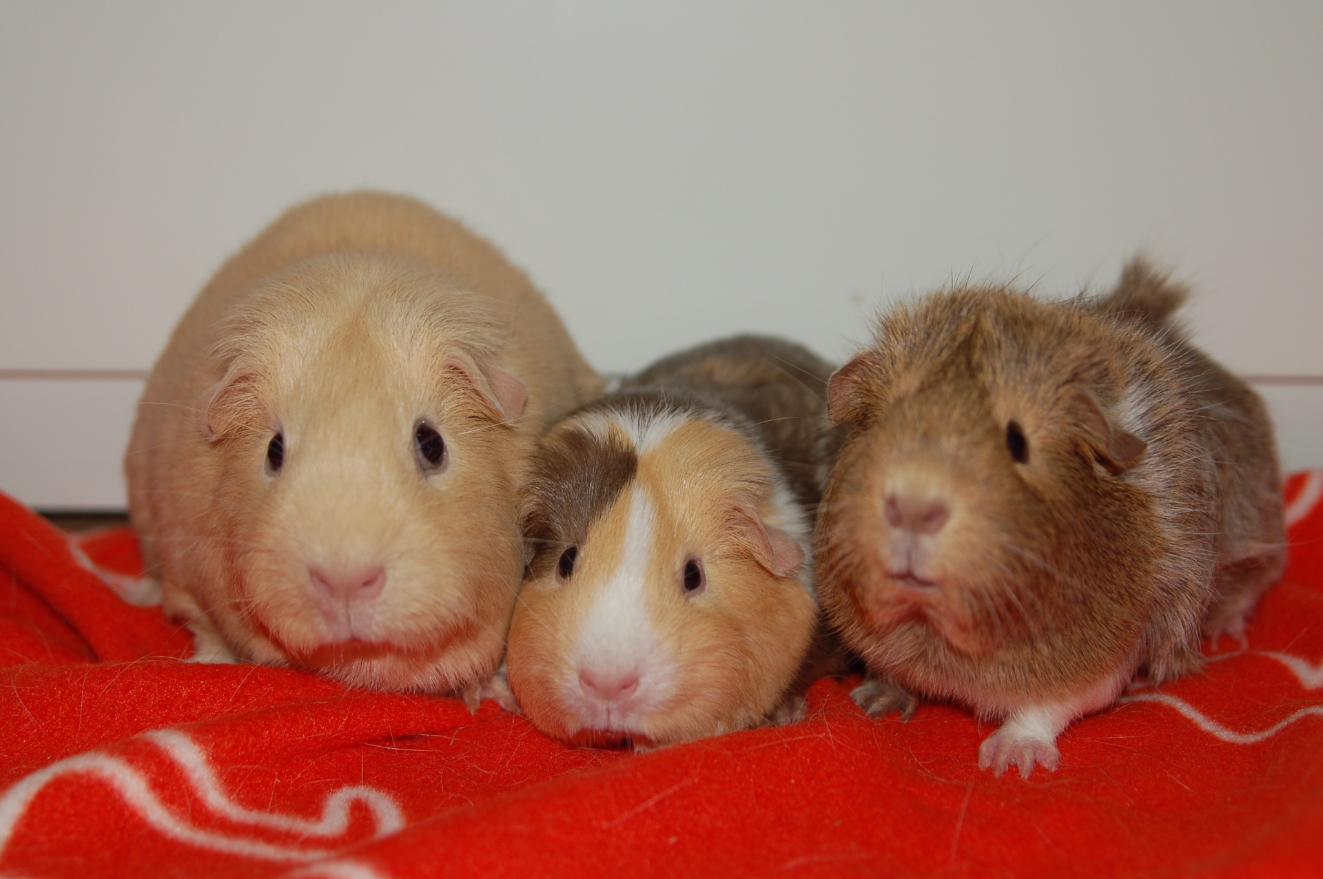 Masarpone Of Cavycastle, Pongos Tiny Little Thing & Laura