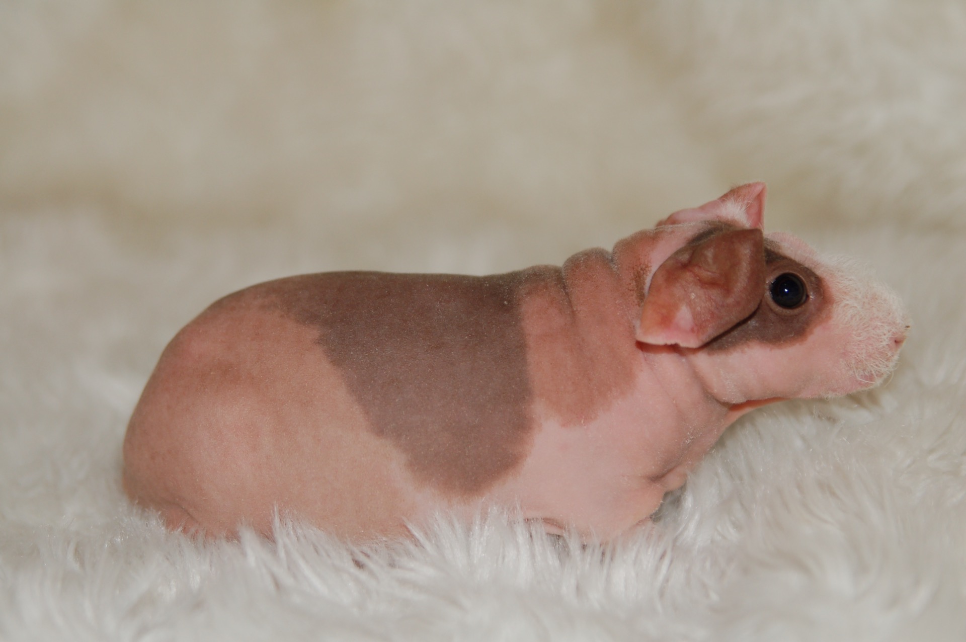 Pongos Chqiuta